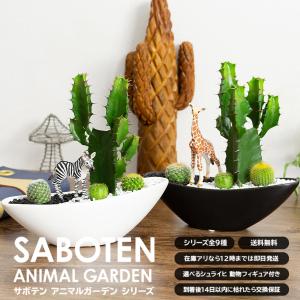 サボテン 寄せ植え 大雲閣 舟形タイプ 選べる...の詳細画像2
