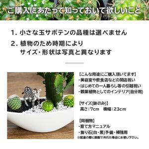 サボテン 寄せ植え 大雲閣 舟形タイプ 選べる...の詳細画像4