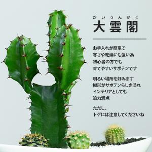 サボテン 寄せ植え 大雲閣 舟形タイプ 選べる...の詳細画像3
