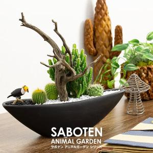 観葉植物 サボテン セレウスペルヴィアヌス モコモコ育つ アミ模様丸