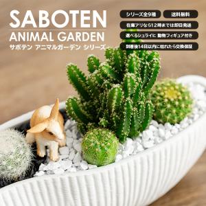 サボテン 寄せ植え トゲなし セレウス 波形タ...の詳細画像2