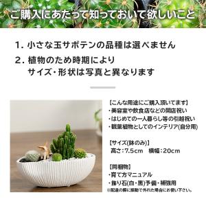 サボテン 寄せ植え トゲなし セレウス 波形タ...の詳細画像4