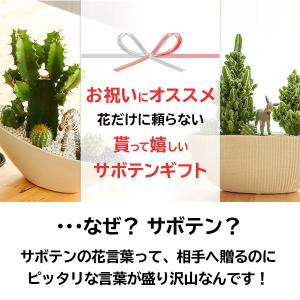 サボテン 寄せ植え トゲなし セレウス 波形タ...の詳細画像5