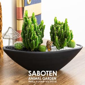 多肉植物 サボテン トゲなし 寄せ植え 舟形大...の詳細画像1