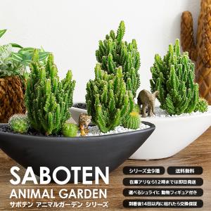 多肉植物 サボテン トゲなし 寄せ植え 舟形大...の詳細画像2