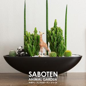 サボテン 寄せ植え トゲなし セレウス&スタッ...の詳細画像1
