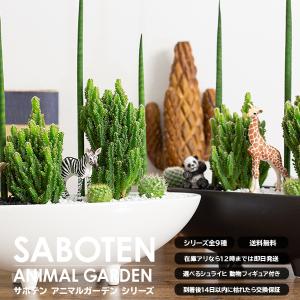 サボテン 寄せ植え トゲなし セレウス&スタッ...の詳細画像2