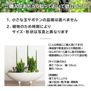 サボテン 寄せ植え トゲなし セレウス&スタッ...の詳細画像4