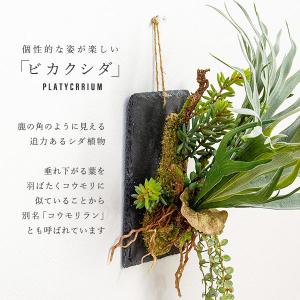 ビカクシダ コウモリラン ハンギング 壁掛け ...の詳細画像1