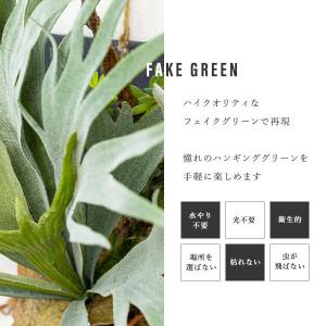 ビカクシダ コウモリラン ハンギング 壁掛け ...の詳細画像2