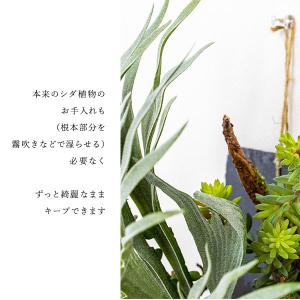 ビカクシダ コウモリラン ハンギング 壁掛け ...の詳細画像3
