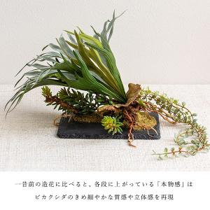 ビカクシダ コウモリラン ハンギング 壁掛け ...の詳細画像4