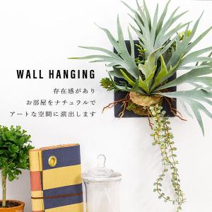 ビカクシダ コウモリラン ハンギング 壁掛け ...の詳細画像5