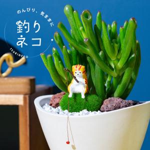 多肉植物 釣りネコ クラッスラゴーラム セレウス...の商品画像