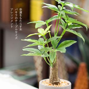 パキラ セメント風ポット フェイクグリーンの詳細画像1