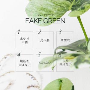 モンステラ バリエガータ セメントポット フェ...の詳細画像1