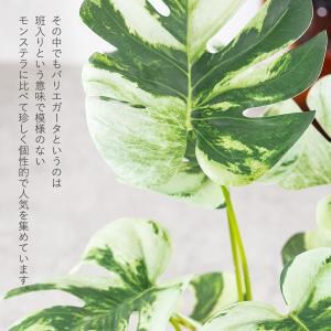モンステラ バリエガータ セメントポット フェ...の詳細画像4