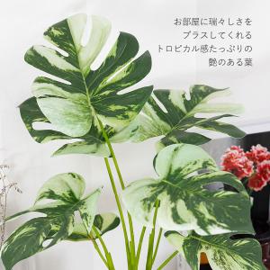 モンステラ バリエガータ セメントポット フェ...の詳細画像5