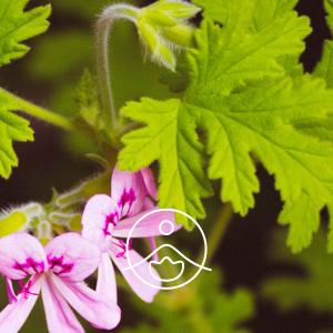 フロリハナ ローズゼラニウム 精油 オーガニッ...の詳細画像1
