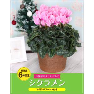 シクラメン 6号 花鉢 お歳暮 クリスマス プ...の詳細画像1