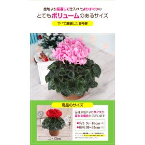 シクラメン 6号 花鉢 お歳暮 クリスマス プ...の詳細画像2