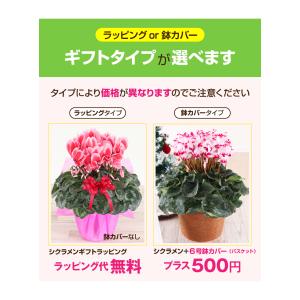 シクラメン 6号 花鉢 お歳暮 クリスマス プ...の詳細画像3