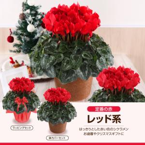 シクラメン 6号 花鉢 お歳暮 クリスマス プ...の詳細画像4