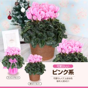 シクラメン 6号 花鉢 お歳暮 クリスマス プ...の詳細画像5