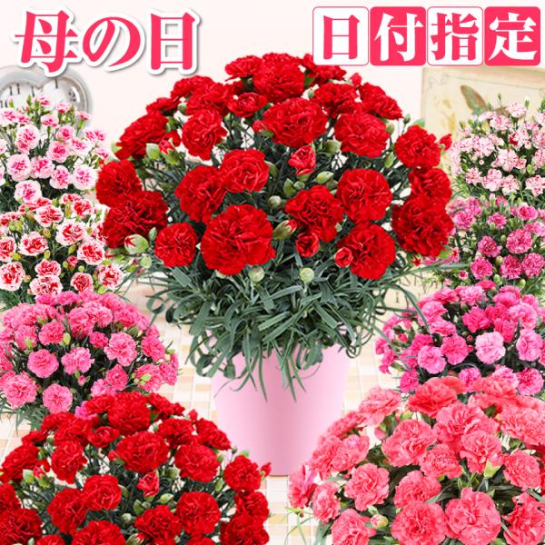 母の日 2026 カーネーション 鉢花 5号 母の日 花 ギフト