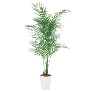 観葉植物 造花 大型 アレカヤシ Pe アレカパーム 180cm 鉢植 フェイクグリーン 人工観葉植物 光触媒 Ct触媒 インテリア Tk フェイクグリーンの神戸花物語 通販 Yahoo ショッピング
