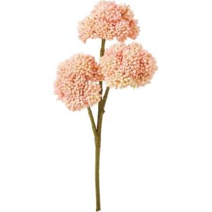 セダム 花 ピンク 花 ガーデニング の商品一覧 通販 Yahoo ショッピング