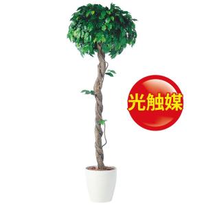 激安通販新作 光触媒 イミテーション フィッカスベンジャミナシングル インテリア 開店祝 開店祝 人工観葉 フェイクグリーン フェイクグリーン のフロロ ラッピング 人工観葉植物 花 ガーデニング 180 器 Rp 300 オフィス 18ds o ランドセル