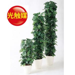 モンステラ 支柱 ヘゴの商品一覧 通販 Yahoo ショッピング