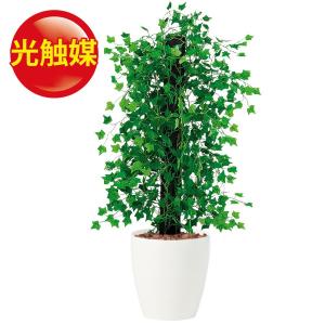 観葉植物 支柱 ヘゴの商品一覧 通販 Yahoo ショッピング