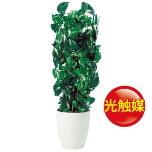 観葉植物 支柱 ヘゴの商品一覧 通販 Yahoo ショッピング