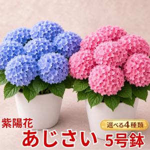 母の日 Mother's Day 胡蝶蘭【マザーチーク】5号鉢 2本立ち 陶器鉢