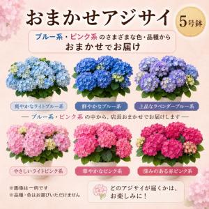 あじさい 紫陽花 アジサイ 5号 5寸 5号鉢...の詳細画像1