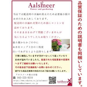青バラの花束 好きな本数を選べます ブルーロー...の詳細画像4