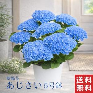 圧巻のボリューム／秋色アジサイ [ディープパープル]8号鉢 大鉢