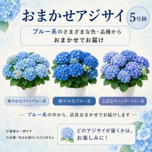 あじさい 5号鉢 ブルー 父の日 紫陽花 鉢植...の詳細画像2