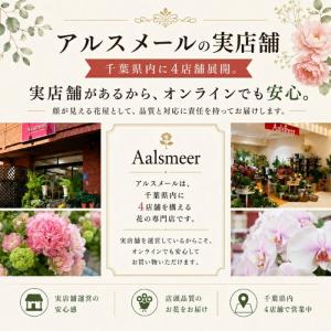あじさい 5号鉢 ブルー 父の日 紫陽花 鉢植...の詳細画像5