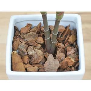人工観葉植物 赤ドラセナ スクエア陶器鉢 フェ...の詳細画像2