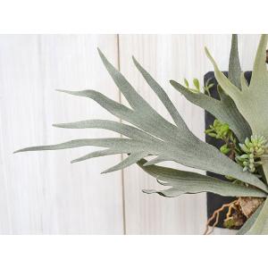人工観葉植物 ビカクシダ コウモリラン フェイ...の詳細画像1