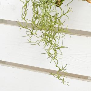 人工観葉植物 エアープランツ チランジア 造花...の詳細画像1