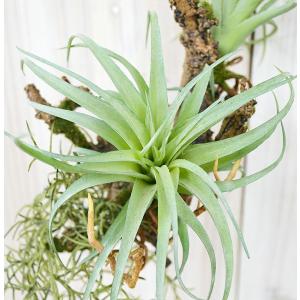 人工観葉植物 エアープランツ チランジア 造花...の詳細画像2