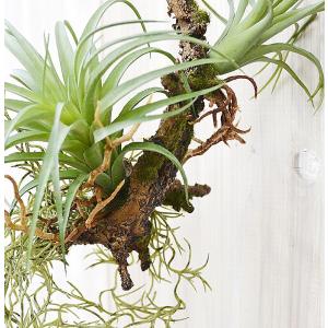 人工観葉植物 エアープランツ チランジア 造花...の詳細画像3
