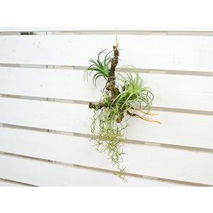 人工観葉植物 エアープランツ チランジア 造花...の詳細画像4