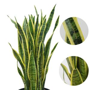 観葉植物 サンスベリア サンセベリア ローレン...の詳細画像1