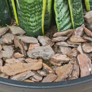 観葉植物 サンスベリア サンセベリア ローレン...の詳細画像2