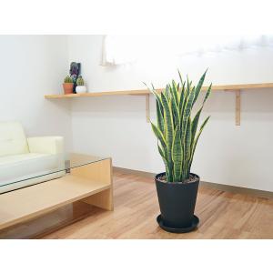 観葉植物 サンスベリア サンセベリア ローレン...の詳細画像5